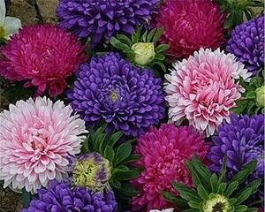 女王菊开花时间及季节特点（女王菊花期）