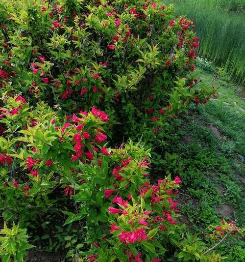 解读锦带花的花语之美（探索锦带花背后的深层含义）