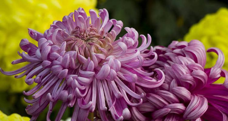 菊花之意——花朵的象征意义（菊花之美——荣耀）