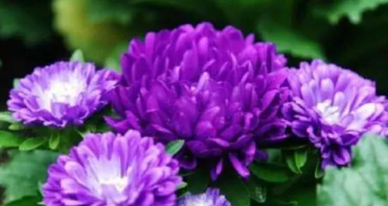 小雏菊花的花语——希望与忠诚（用小雏菊传递希望与忠诚的力量）