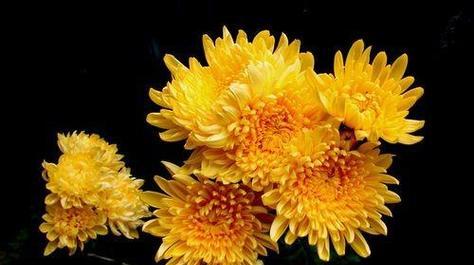 菊花的寓意与花语（探寻菊花背后的含义和象征）