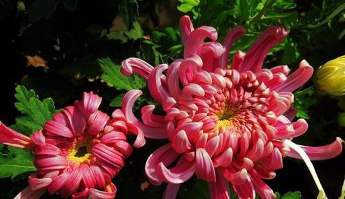 菊花花语（解读菊花花语的神秘和深远意义）