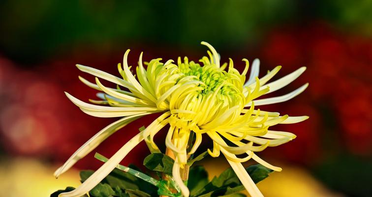 菊花的象征意义及文化传承（探索菊花背后的深意与美学）