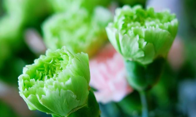 康乃馨的花语与深意（传递真挚情感的花朵）