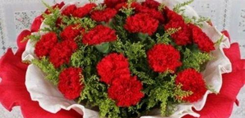 康乃馨的花语及寓意（康乃馨——爱的象征与祝福）