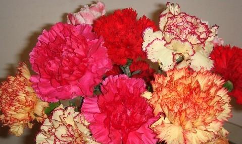 康乃馨花的寓意与象征——传达爱和感激之情（以康乃馨花为媒介传递情感）