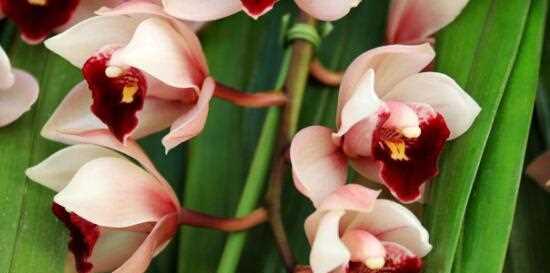 兰花的花语及其深刻含义（探寻兰花花语的文化内涵）