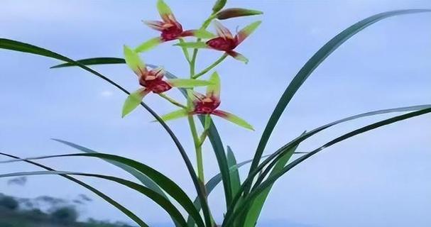 兰花花语的意义与传承（探寻兰花背后深刻的文化内涵与象征意义）