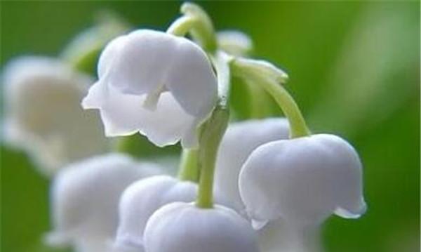 蓝铃花的花语——寄托深情与祝福（探秘蓝铃花的花语）
