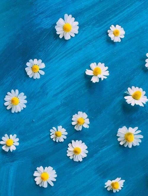 以蓝色雏菊的花语和寓意（探寻蓝色雏菊的象征意义和表达方式）