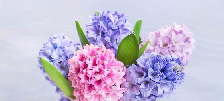 蓝色风信子花语（寄托心意的美丽之语）