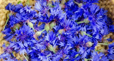 蓝色矢车菊的花语与意义（探索矢车菊花语）