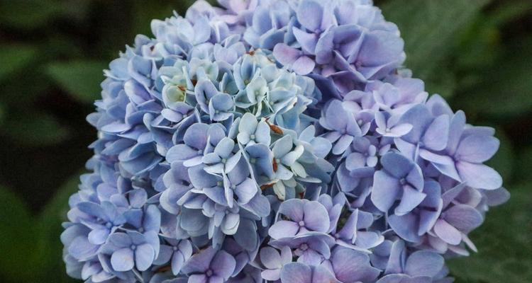 蓝色绣球花的花语——传达爱与纯洁的美（蓝色绣球花的花语解读及其象征的情感与意义）