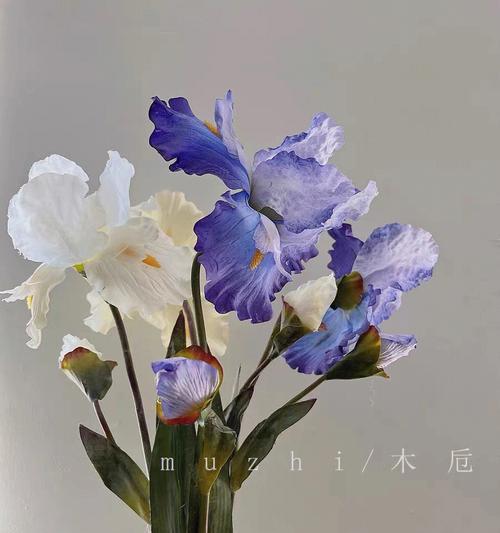 蓝色鸢尾花之美（揭示蓝色鸢尾花的花语之谜）