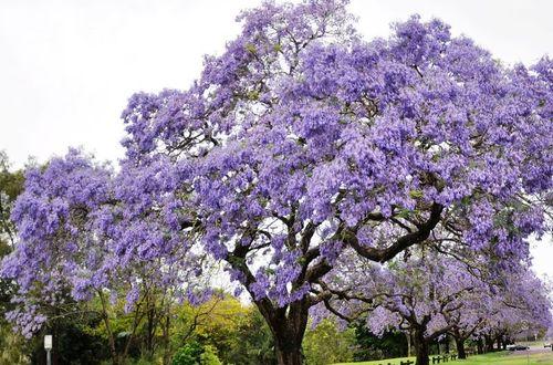 蓝楹花花语的意义及象征（探寻蓝楹花的花语传说与启示）