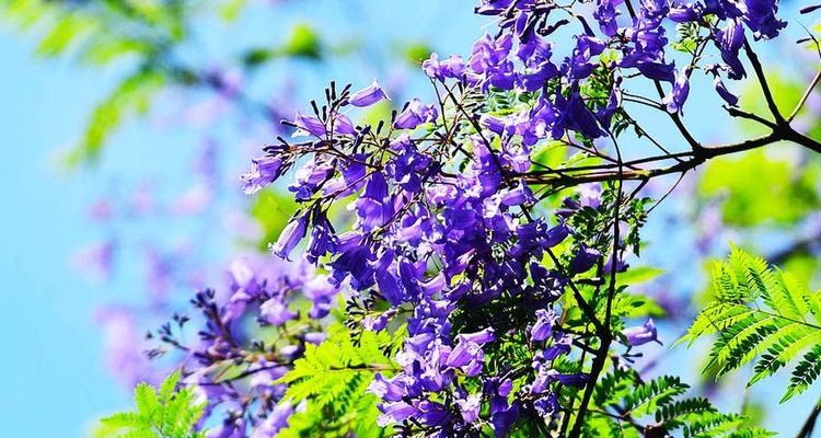 蓝楹花语（探寻蓝楹花的意义与魅力）