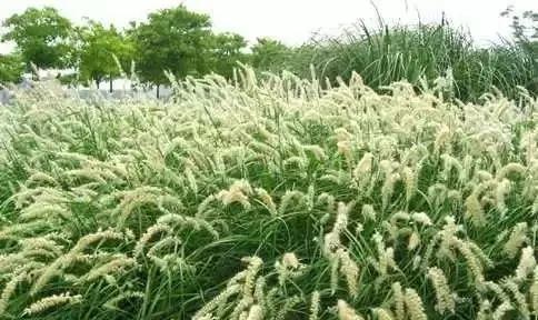 以狼尾草的花语为主题的文章（探寻狼尾草花语的神秘世界）