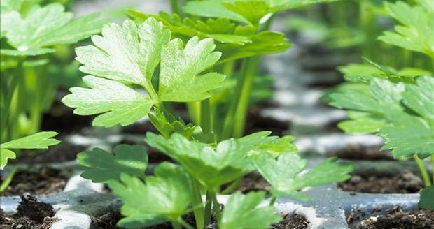 芹菜的生长环境与栽培条件（从土壤到气候）
