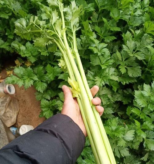 芹菜烂根怎么办（教你解决芹菜废品问题）