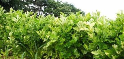 芹菜种植的最佳季节（芹菜种植的地理环境和气候条件）