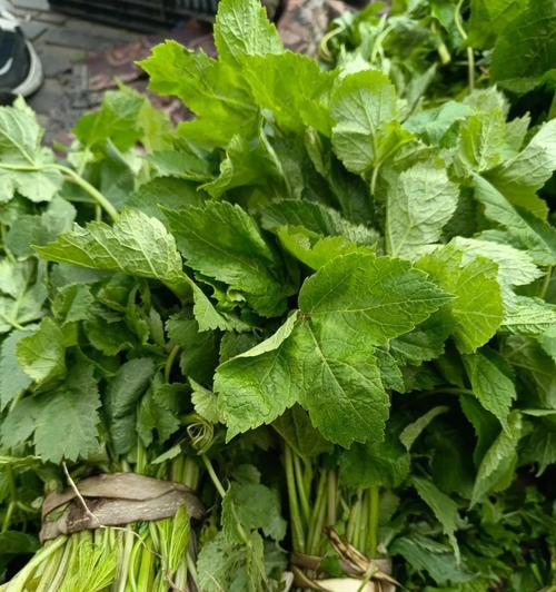 芹菜的生长与特点（解析芹菜的草本植物身份及其对环境的适应性）