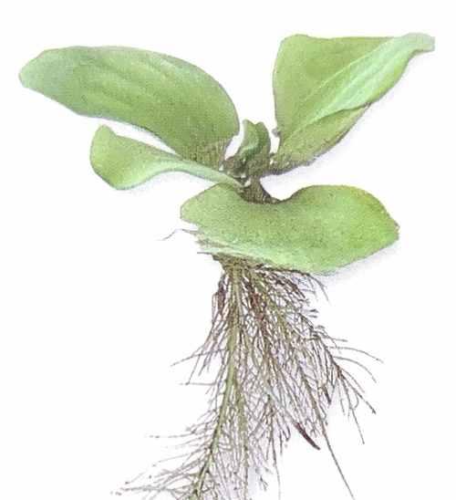 揭秘芹菜（解读单子叶植物的奥秘）