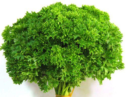 揭秘芹菜的根系及其作用（探究芹菜的根系结构与生长习性）