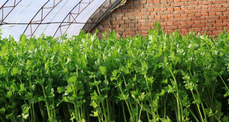 芹菜是什么植物（从形态、生态到营养价值）