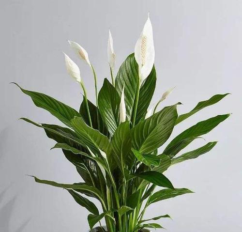 芹菜喜阴还是喜阳（探究芹菜生长环境的影响因素）