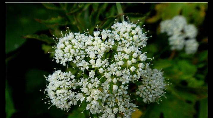 芹菜的植物学特征及营养价值研究（探究芹菜的种属分类）