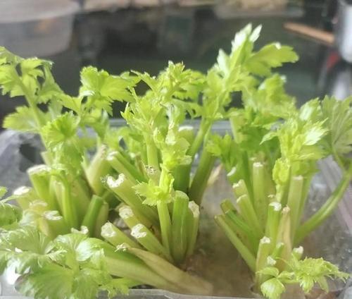 怎样洗芹菜干净（分享几个小技巧）