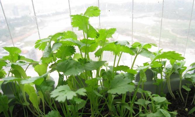 芹菜种子催芽方法（从家庭养殖到商业栽培）