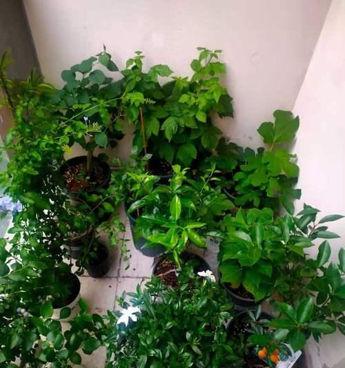 寝室养植指南（选择适合寝室的植物）
