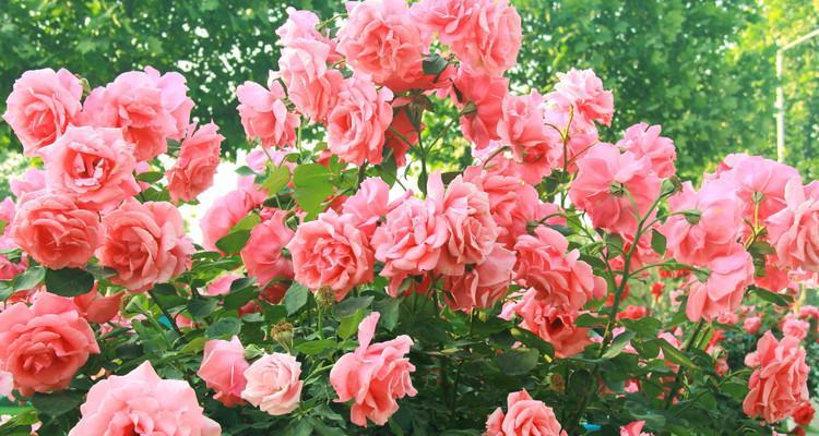 青岛市花是什么花？——揭秘青岛市花及其文化内涵