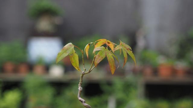 青枫盆景的养护方法（打造美丽庭院的关键）