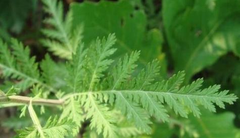 青篙是裸子植物吗（对青篙的分类和特征进行深入解析）
