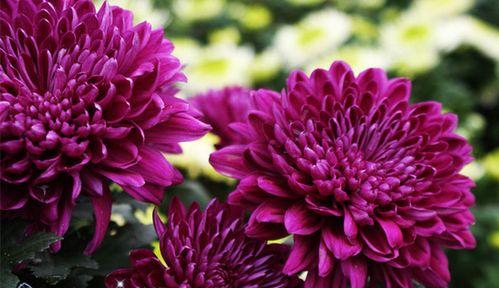 青海室内花卉养护指南（打造清新舒适的家居环境）