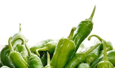 青椒肥料使用全解（教你如何选择适合的肥料为青椒浇灌）