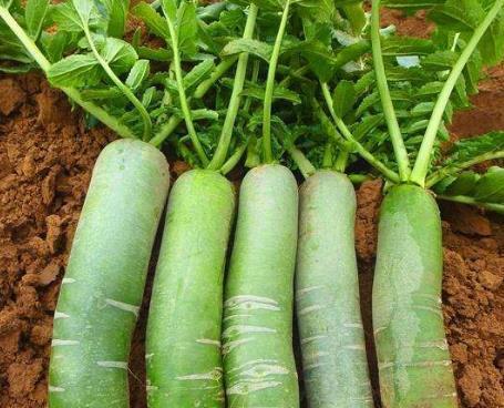 青萝卜的种植时间和方法（从选地到施肥）