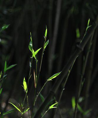 青萝是什么植物？——探秘青萝的特点和种植方法