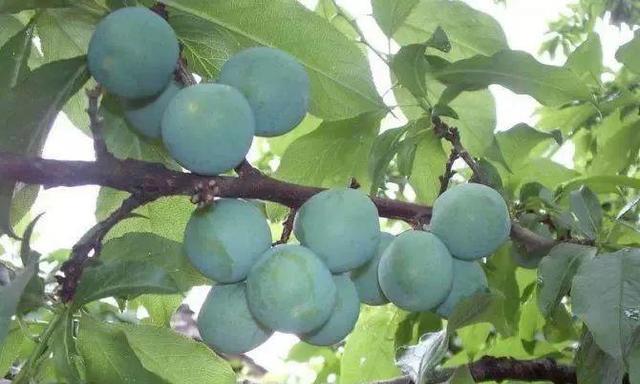 青梅子的上市时间及成熟期（了解青梅子的生长周期和特点）