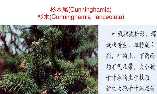 青松究竟是裸子植物还是被子植物（探讨青松分类的疑问与答案）