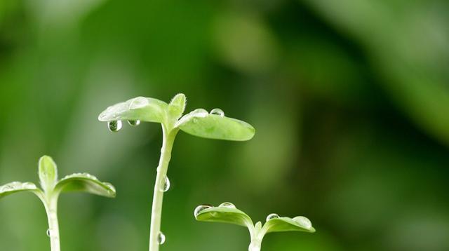 植物的希望与梦想（探索代表梦想和希望的15种象征性植物）