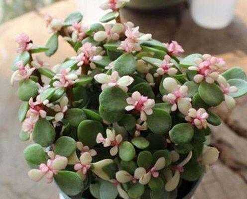 花开舞蹈间——以雅乐之舞的花语（翩若惊鸿）
