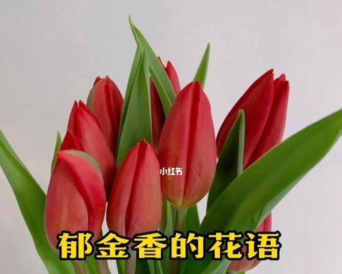 野生郁金香的花语（探秘郁金香的花语与意义）
