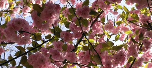 樱花的寓意与花语（探索樱花的神秘）