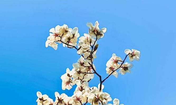 玉兰花（传说与寓意）