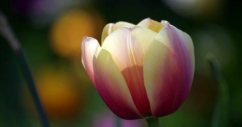 郁金香花的象征意义（探寻郁金香花的美与意义）