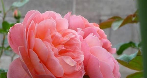 月季花的象征意义——爱情与美丽的化身（花朵中的语言）
