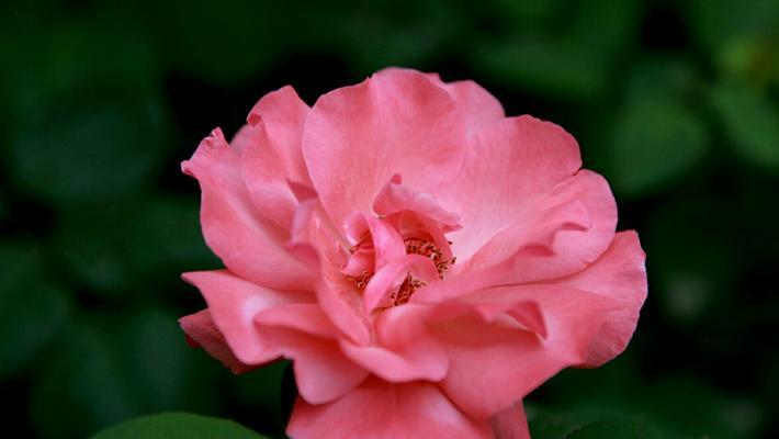 月季花（时节与花语）